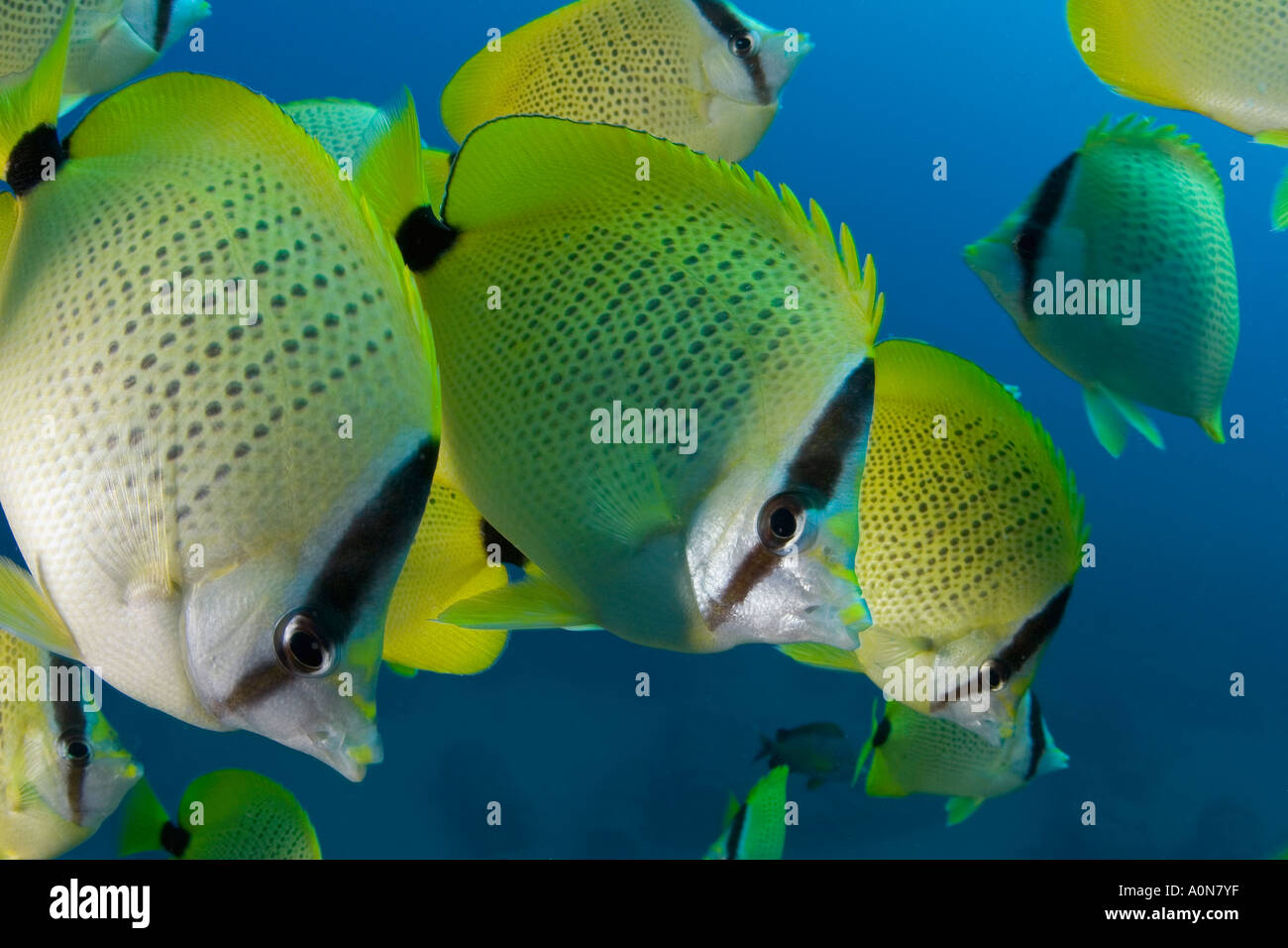 Schooling milletseed butterflyfish (endemic) Chaetodon miliaris, Hawaii
