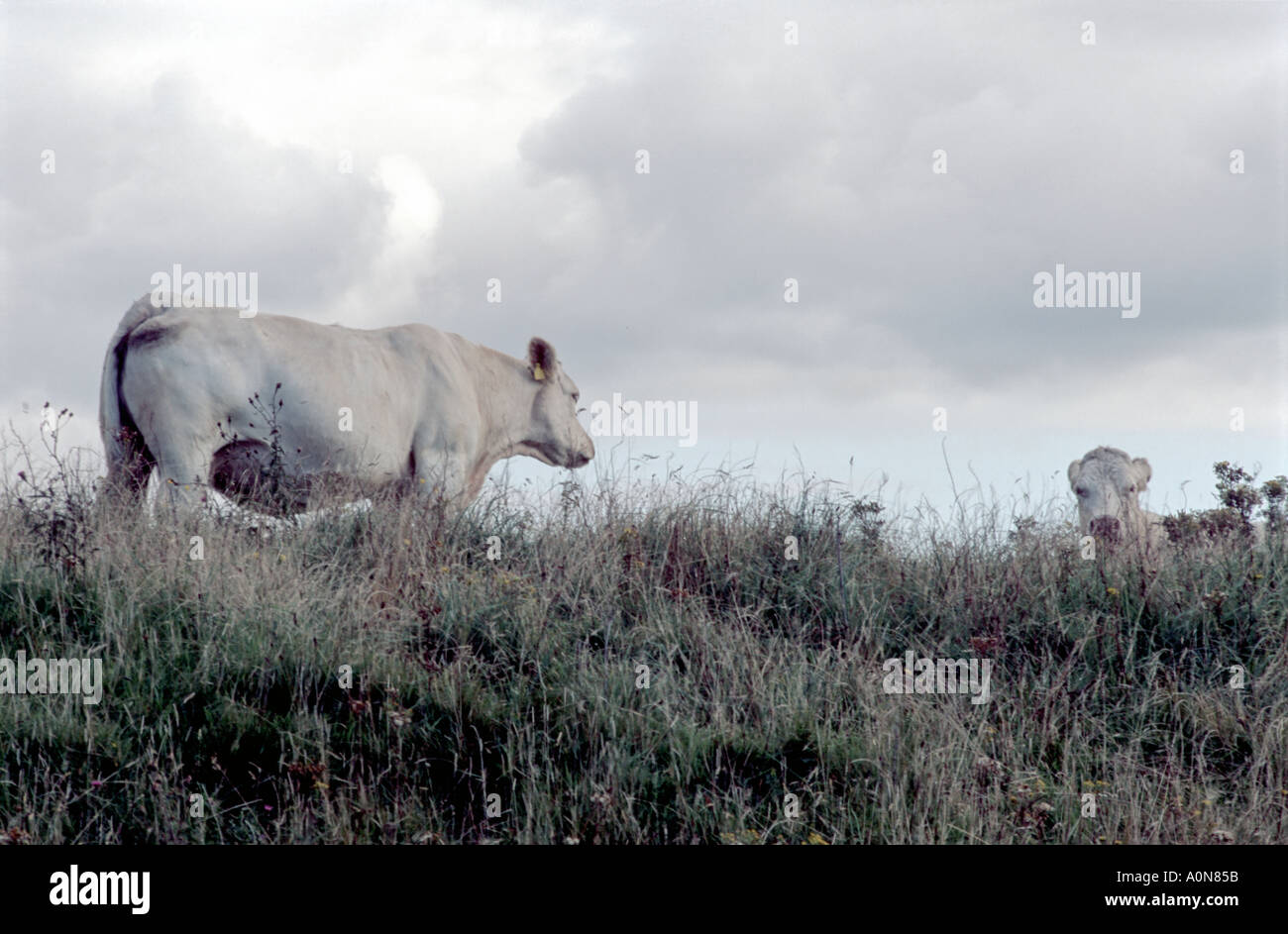 Elevated view of Dairy Cow and calf Stock Photo - Alamy