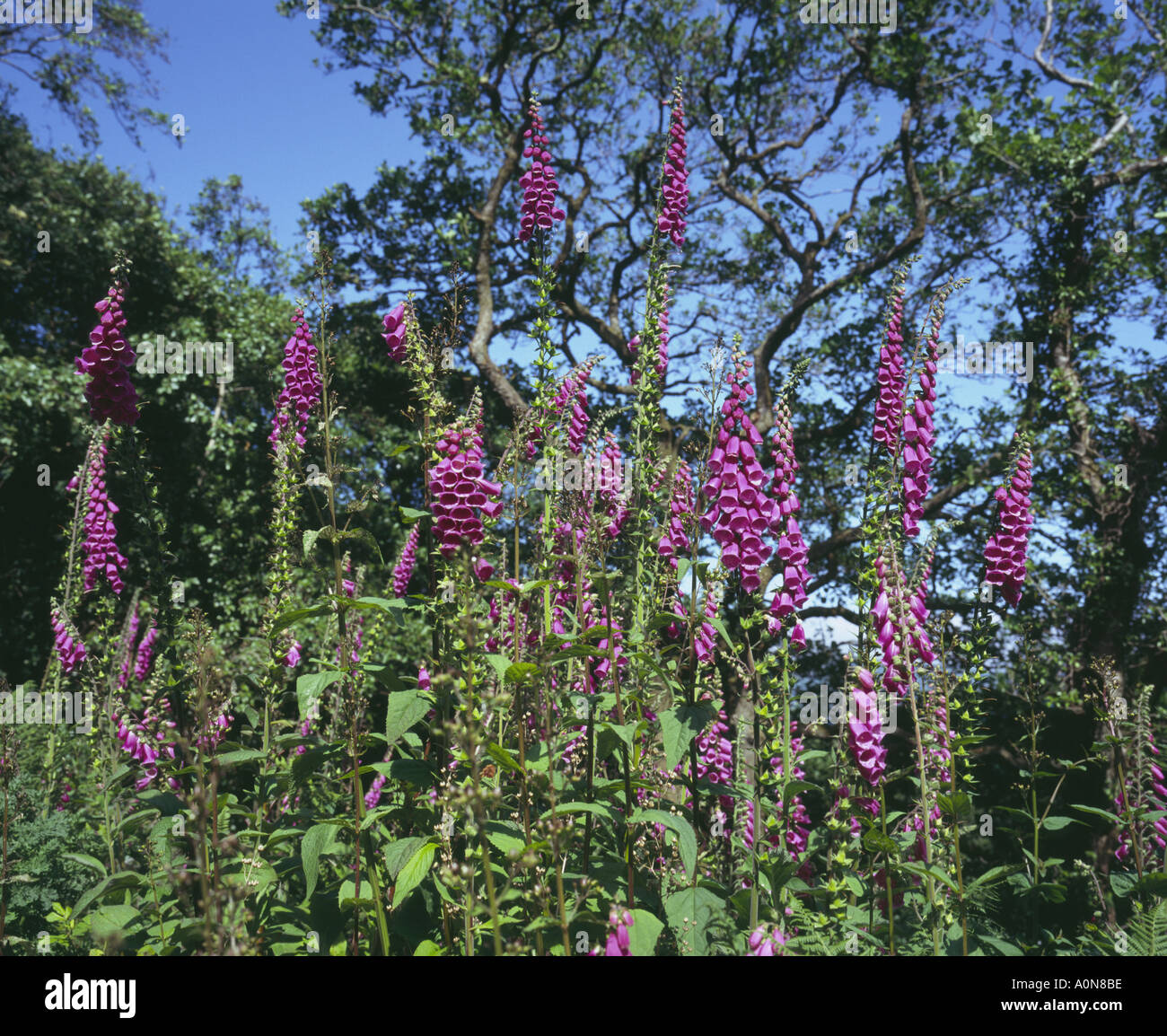 Eire Co Kerry wild Foxgloves by roadsides Stock Photo