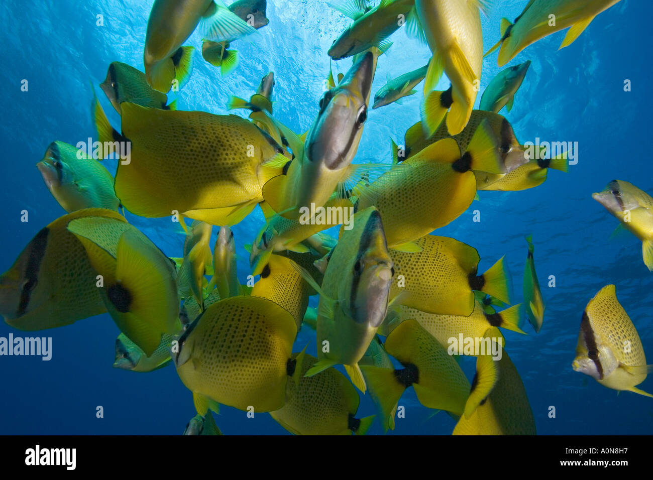Schooling milletseed butterflyfish (endemic) Chaetodon miliaris, Hawaii
