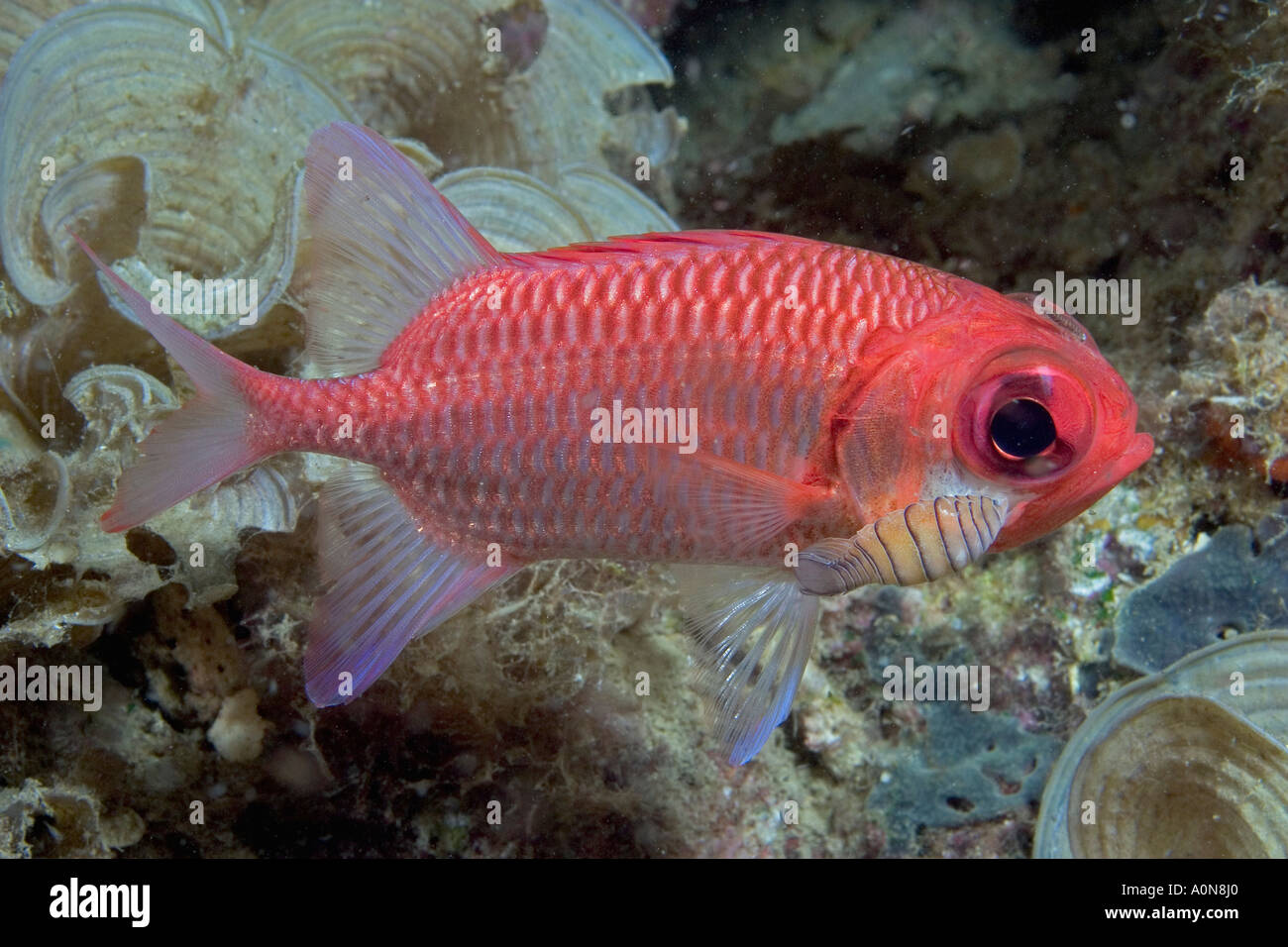 A pale soldierfish, Myripristis hexagona, with a large parasitic isopod, Nerocila sp. Indonesia. Stock Photo