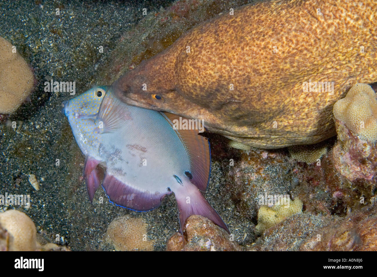 Yellowmargin moray eel, Gymnothorax flavimarginatus, feeding at night on a surgeonfish. Hawaii. Stock Photo