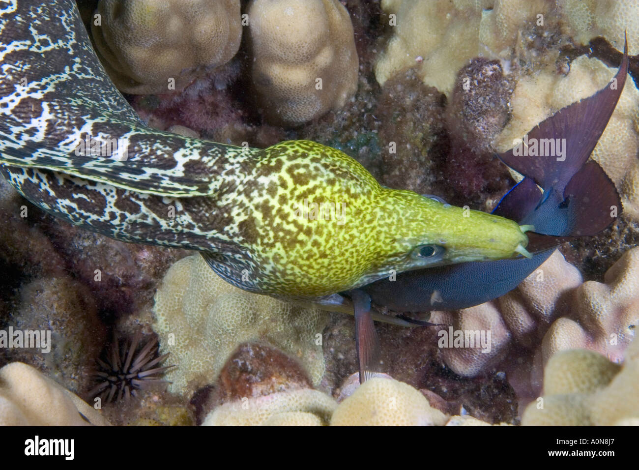 Undulated moray eel, Gymnothorax meleagris, feeding on a surgeonfish at night. Hawaii. Stock Photo