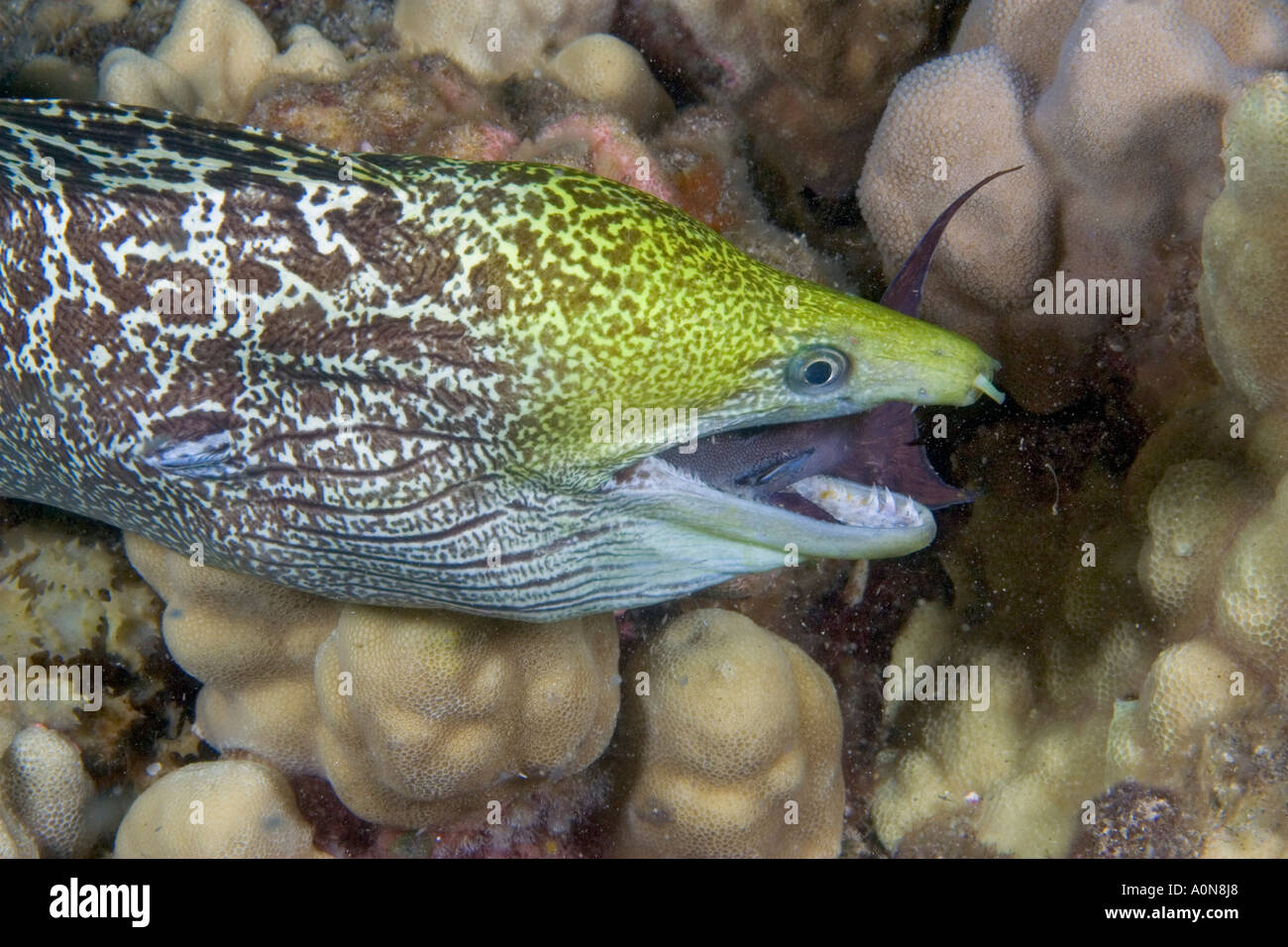 Undulated moray eel, Gymnothorax meleagris, feeding on a surgeonfish at night. Hawaii. Stock Photo