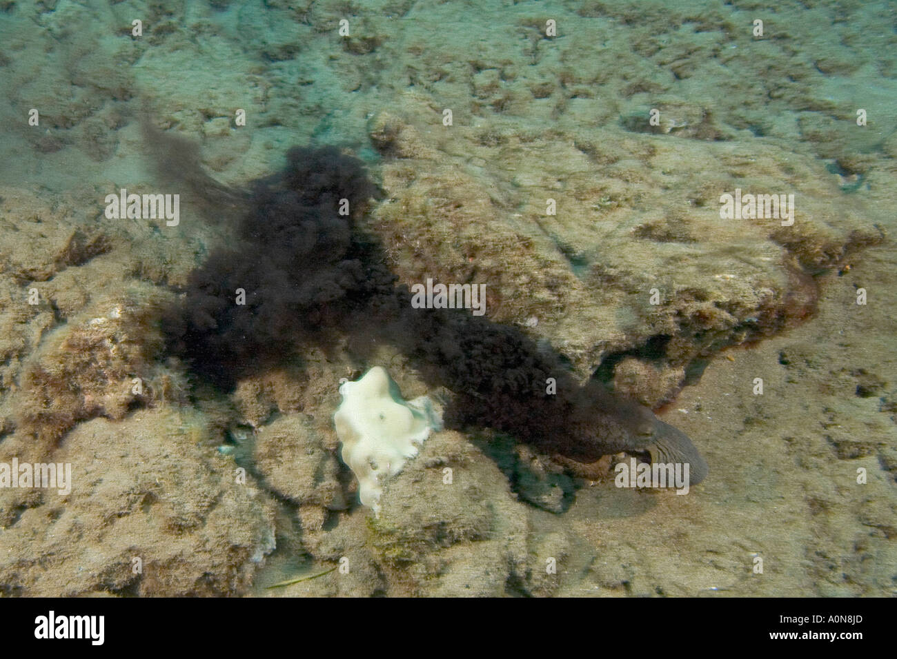 This day octopus, Octopus cyanea, is releasing an ink cloud in an