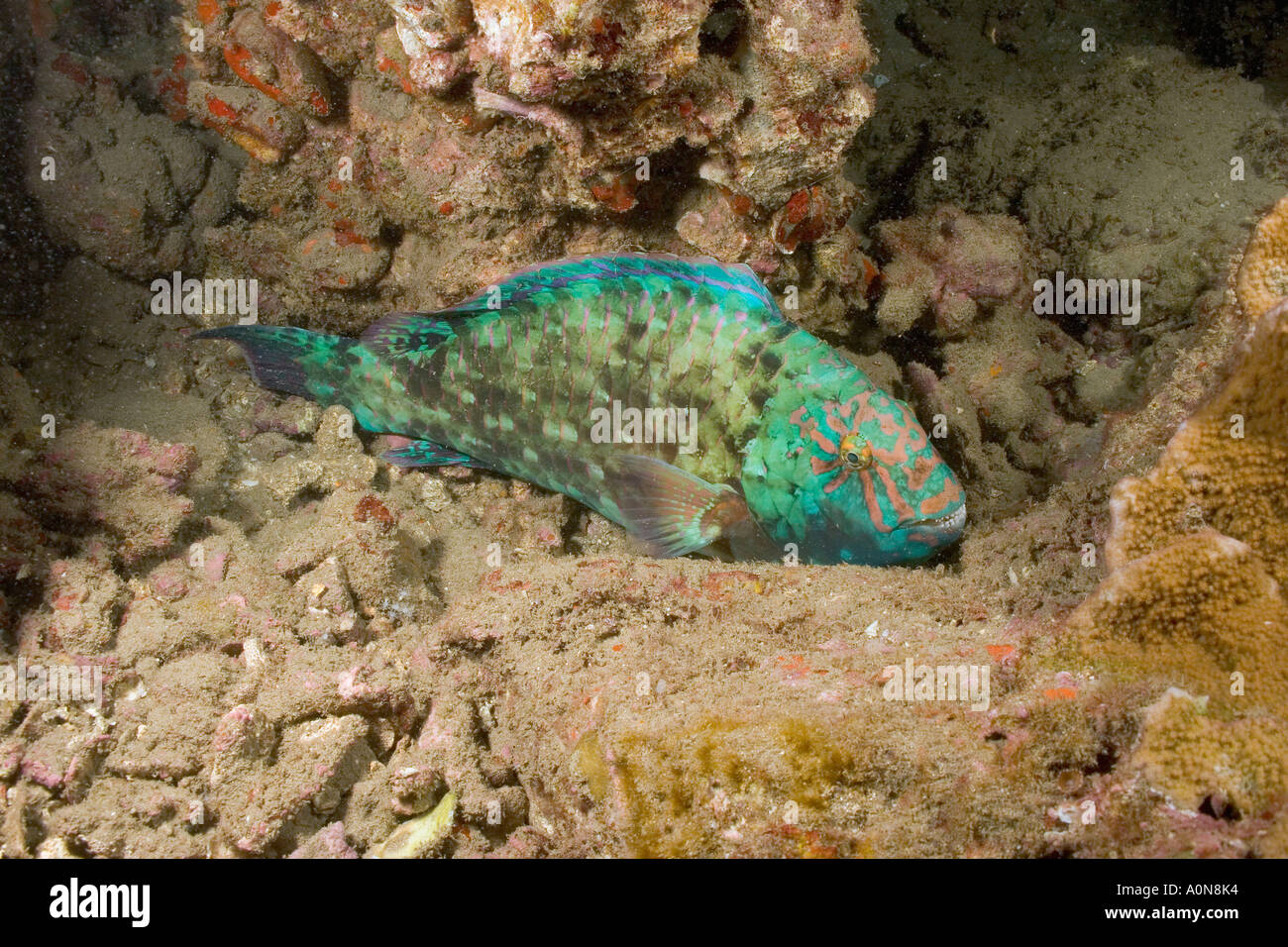 A stareye parrotfish, Calotomus carolinus, at night. Hawaii. Stock Photo