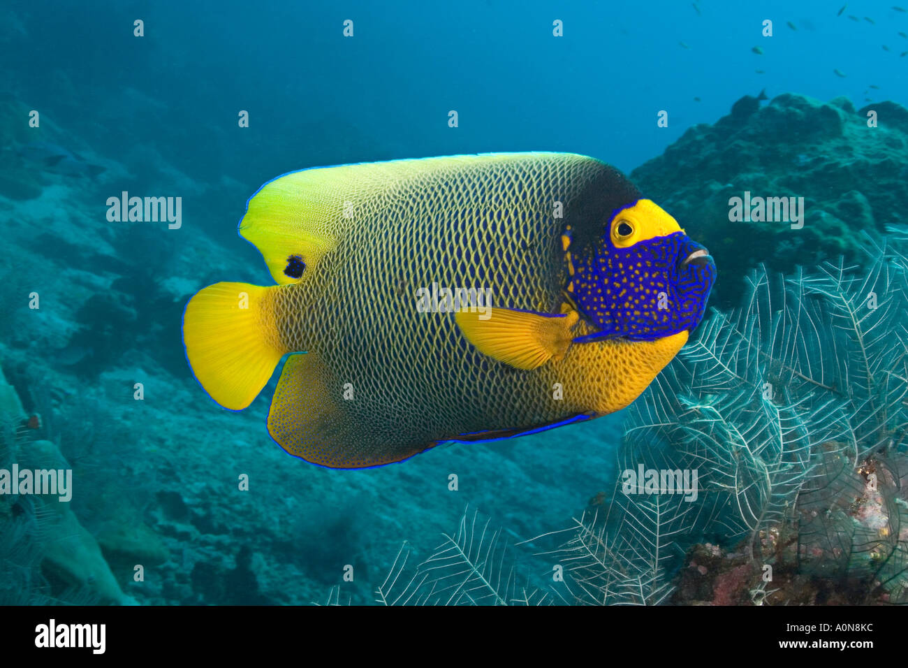 Blue face angelfish hi-res stock photography and images - Alamy