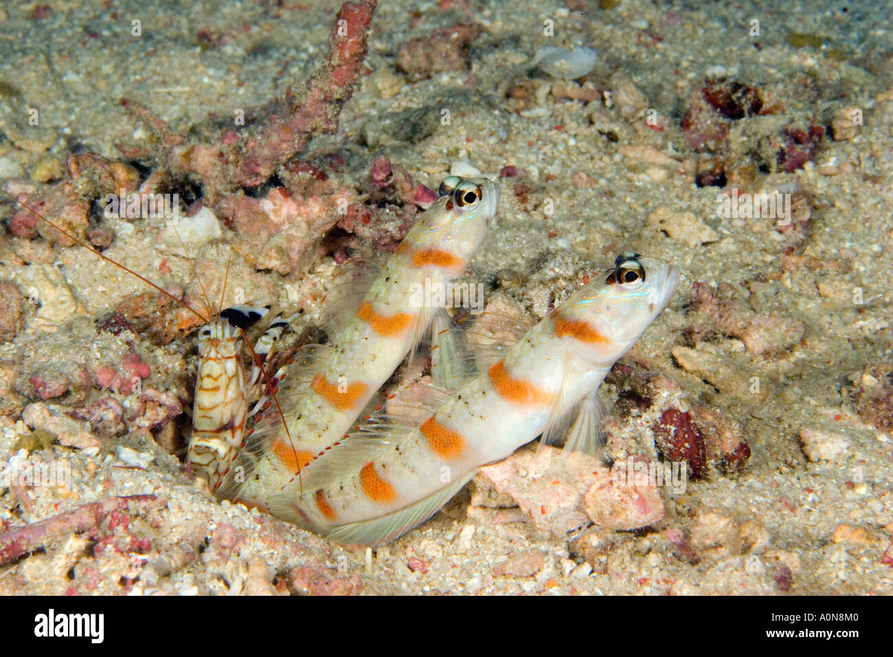 Steinitz shrimp goby, Amblyeleotris steinitzi, and snapping shrimp, Alpheus bellulus, Mabul Island, Malaysia. Stock Photo