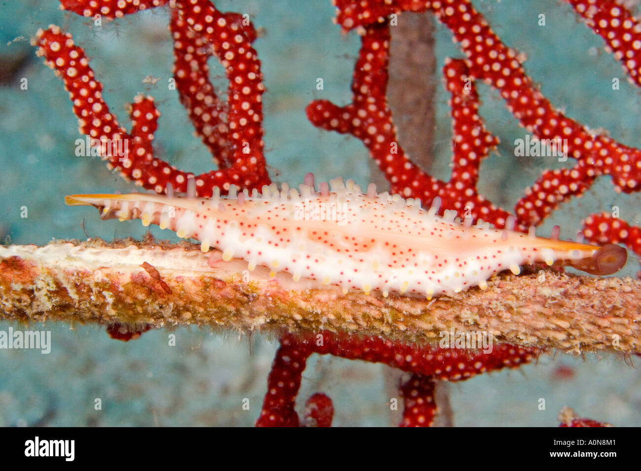 Allied cowry, Phenacovolva sp, on whip coral, Mabul Island, Malaysia. Stock Photo