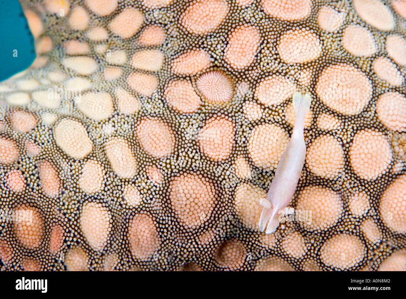 Commensal shrimp, Periclemenes soror, on seastar, Fromia elegans, Mabul Island, Malaysia. Stock Photo