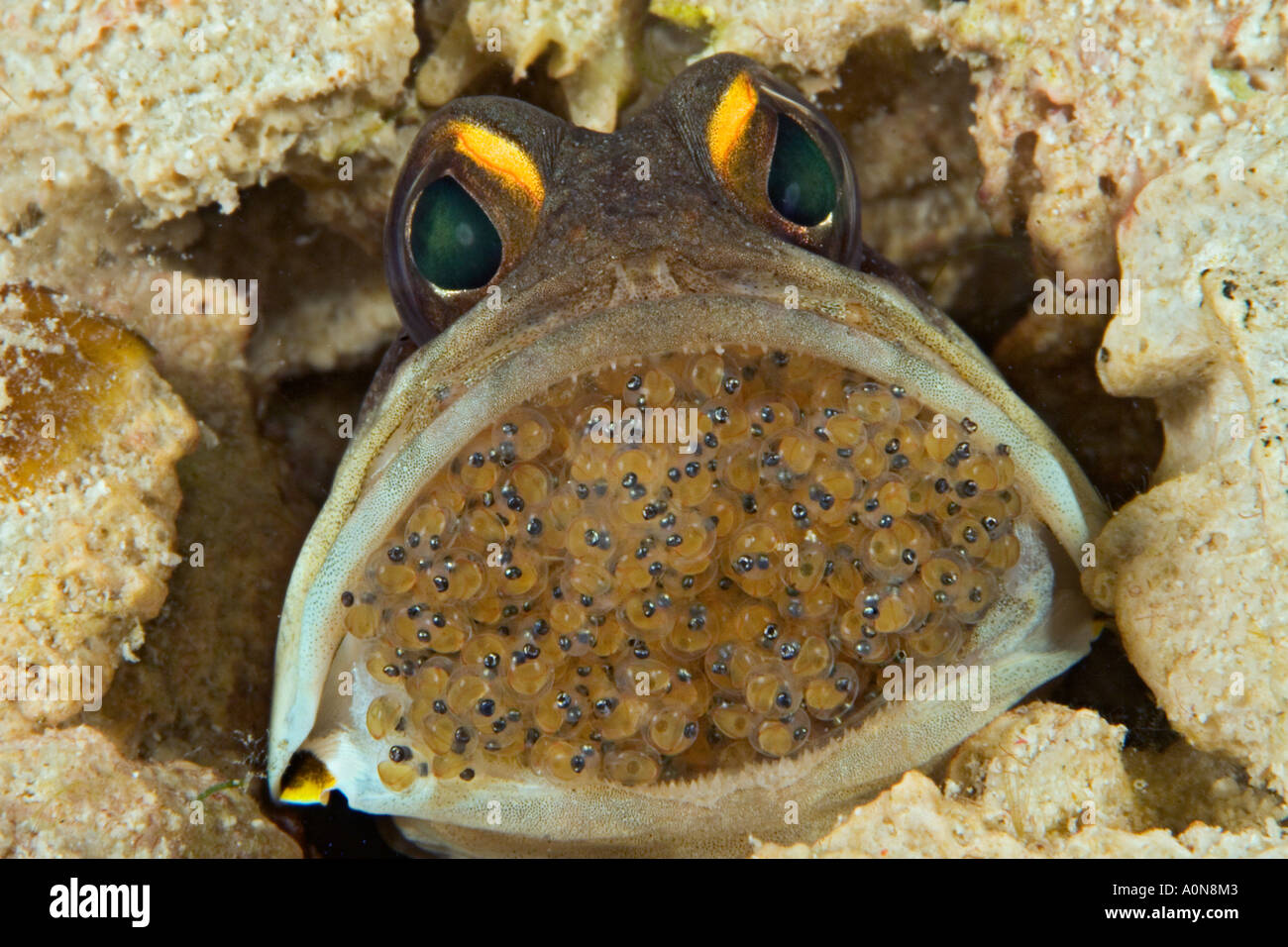 Male gold specs jawfish, Opistognathus sp, mouth brooding eggs. Mabul Island, Malaysia. Stock Photo