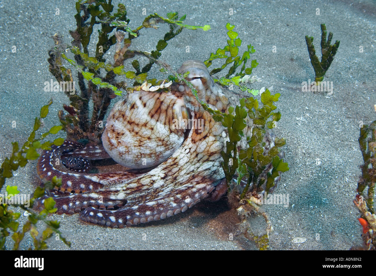 Day octopus, Octopus cyanea, hiding in calcareous halimeda algae, Halimeda opuntia, Hawaii. Stock Photo