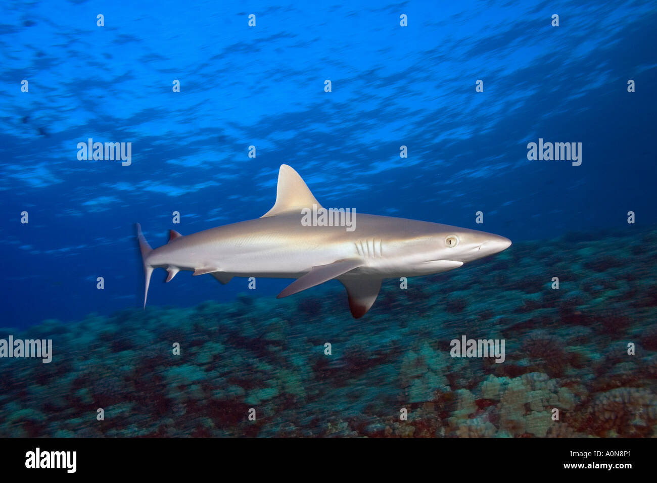 Juvenile grey reef shark, Carcharhinus amblyrhynchos, Hawaii. Stock Photo
