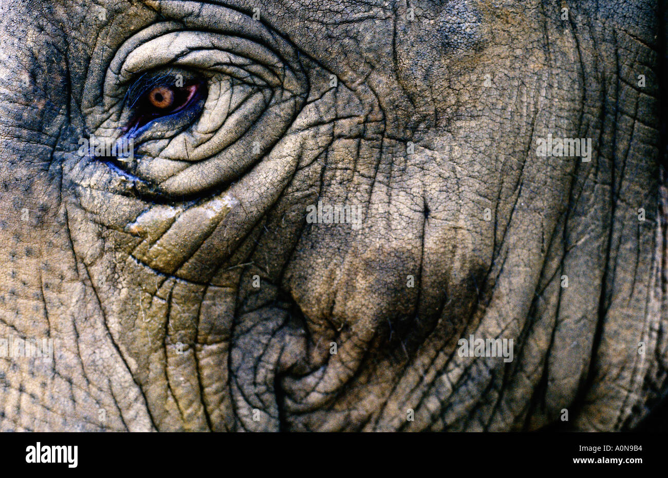 Close up of African elephant's eye Stock Photo