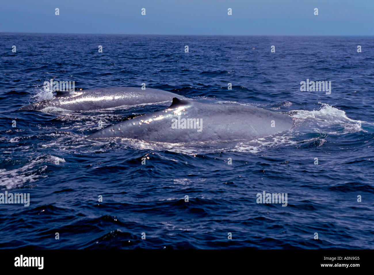 Blue whales, Balaenoptera musculus, surface off the coast of California, USA. Stock Photo