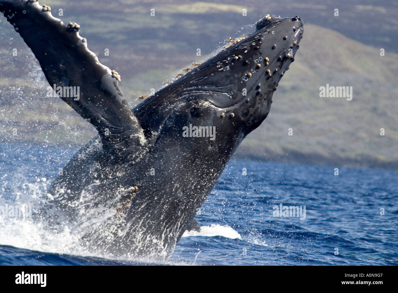 Megaptera Breaching humpback whale, Megaptera novaeangliae, Hawaii Stock Photo ...