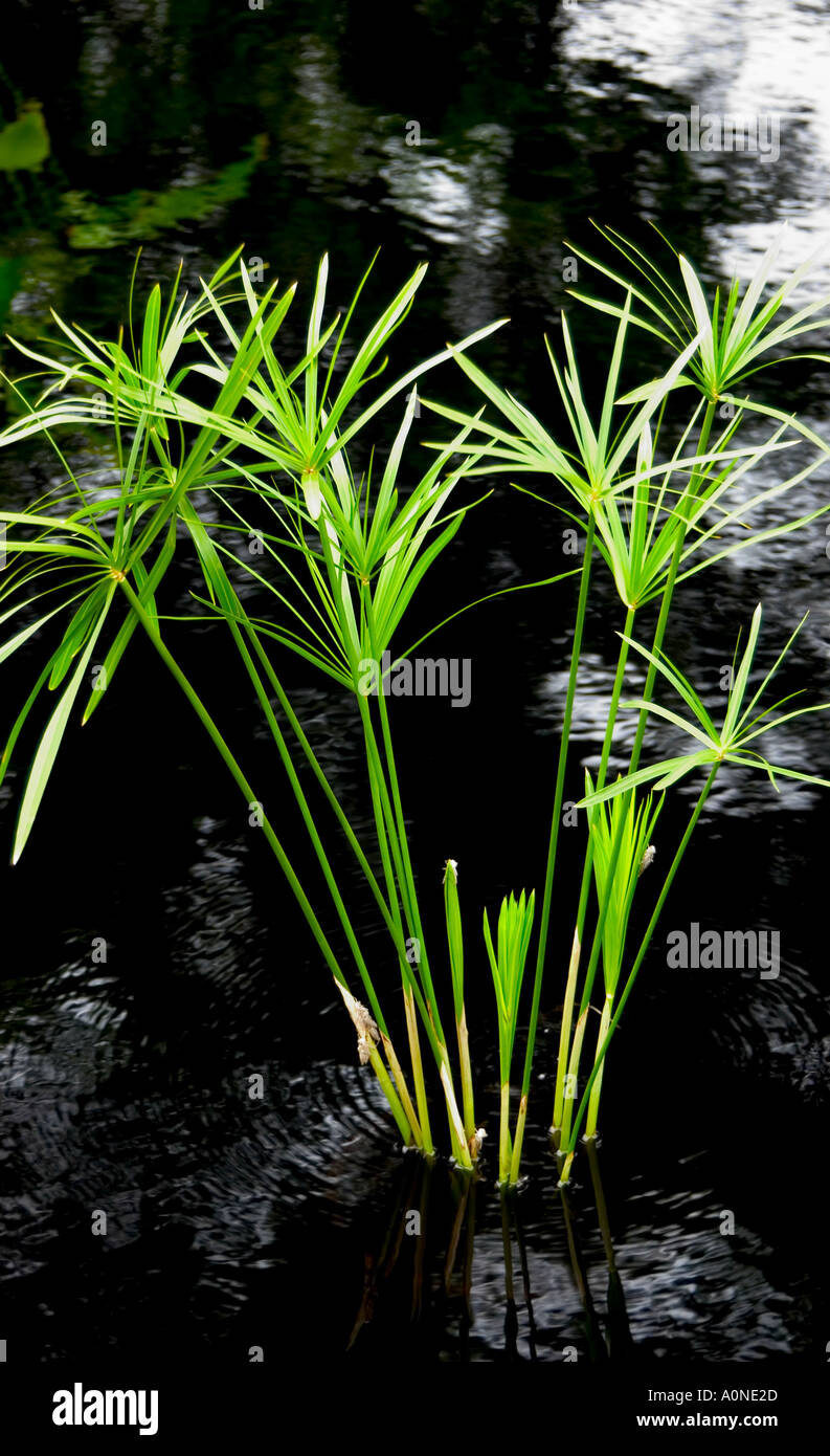 Umbrella plants in quiet pond Stock Photo