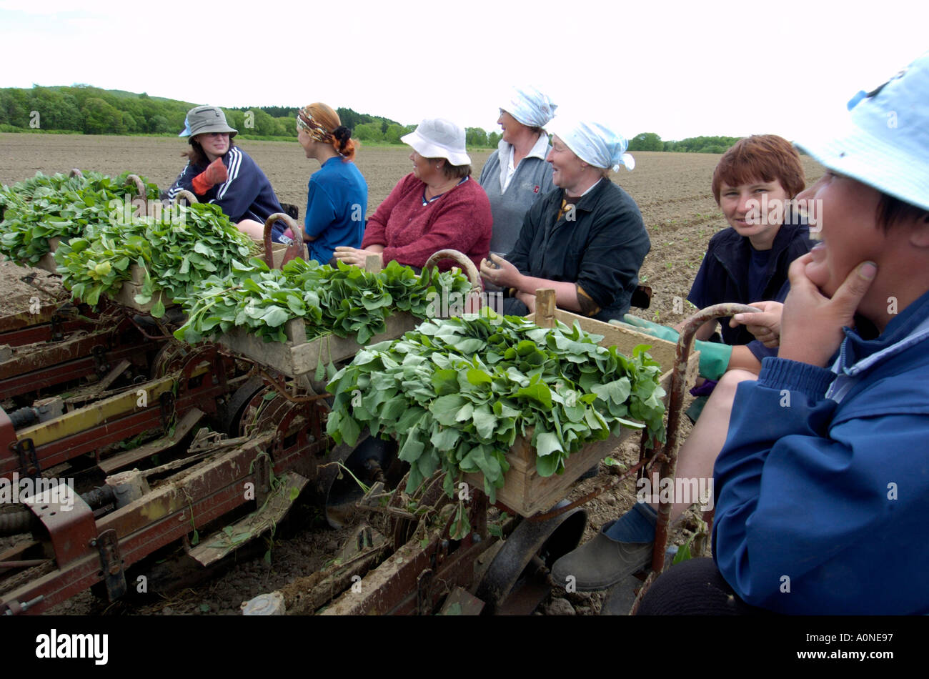 Planting cabbages during the short summer near Yuzhno Sakhalinsk on Sakhalin Island in Russia 2004 Stock Photo