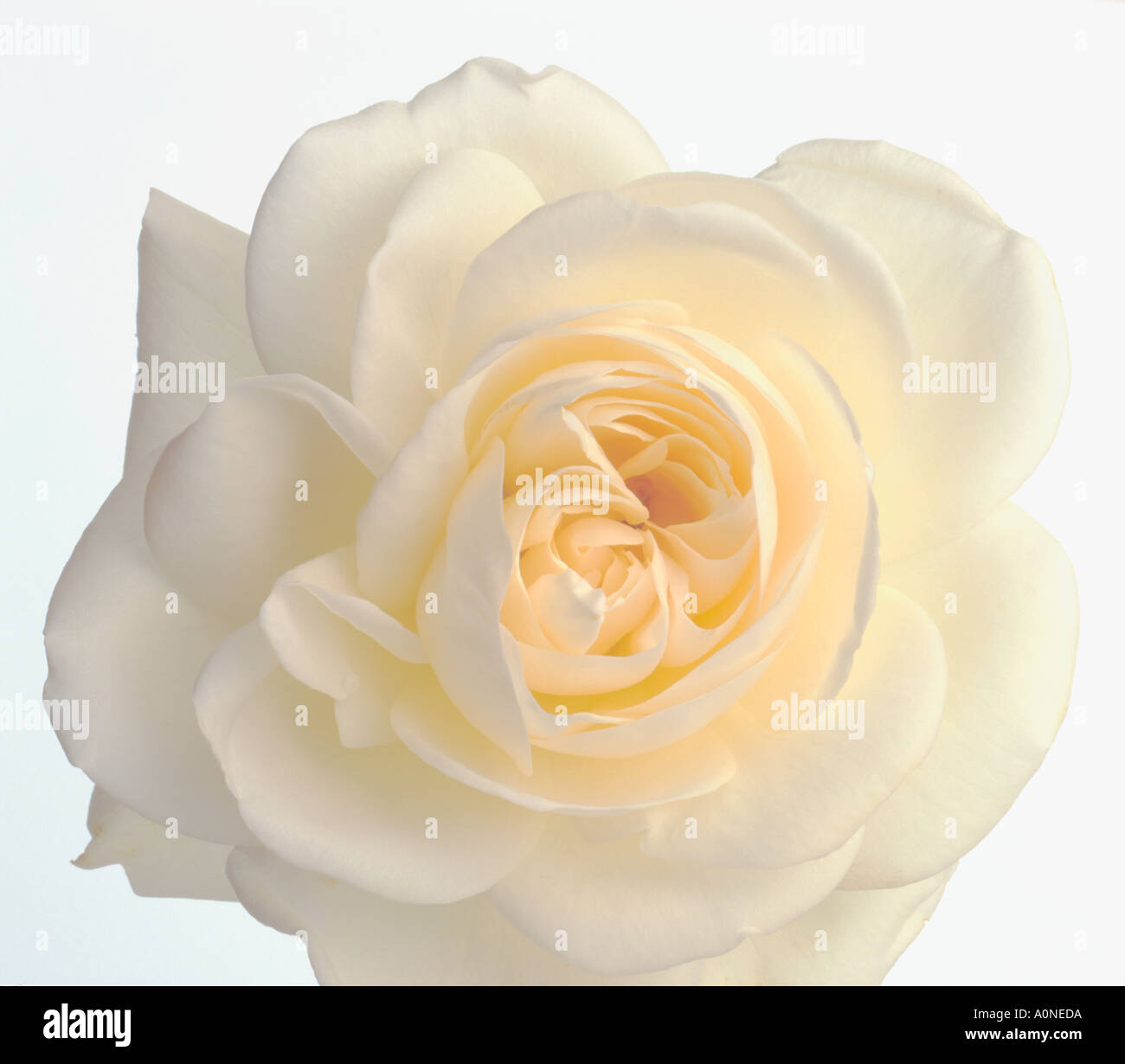 white rose detail Stock Photo - Alamy