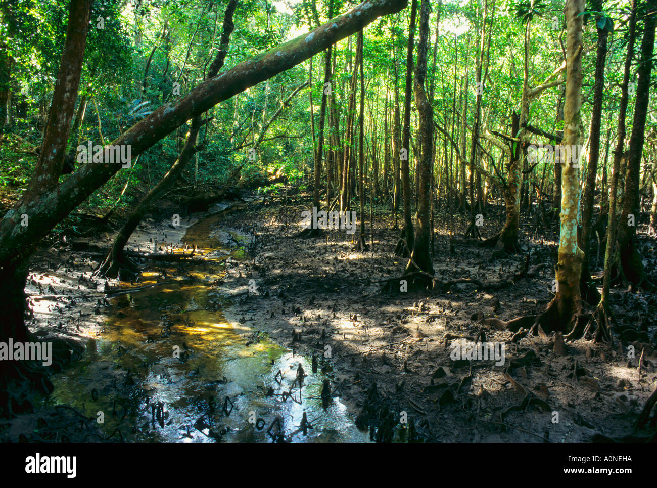Mangrove Swamp Northern Queensland Australia Stock Photo Alamy