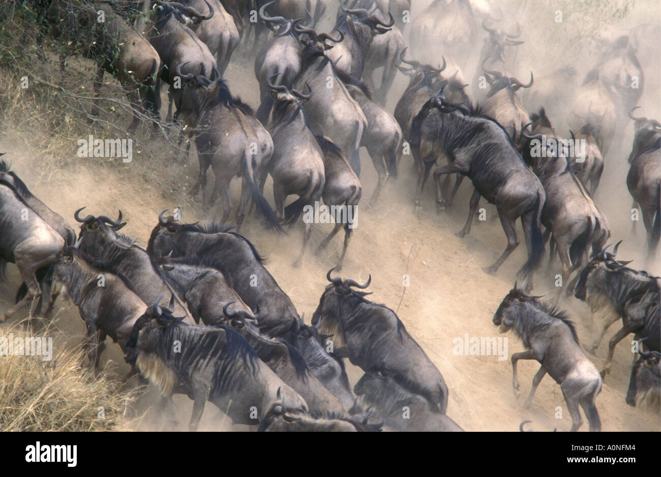 Scramble For Africa Stock Photos Amp Scramble For Africa