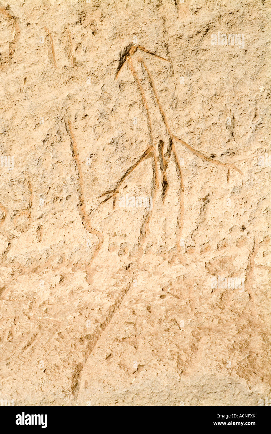 Rock art petroglyphs carved into ancient shoreline on cliff in Lava