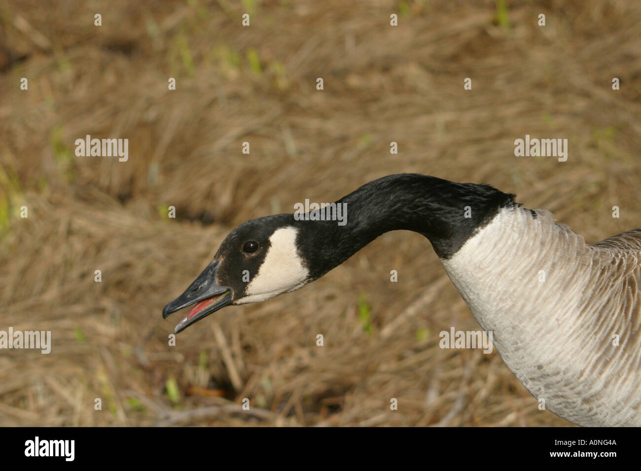 Birds of North America Canada Goose; brant canadensis; protecting its ...