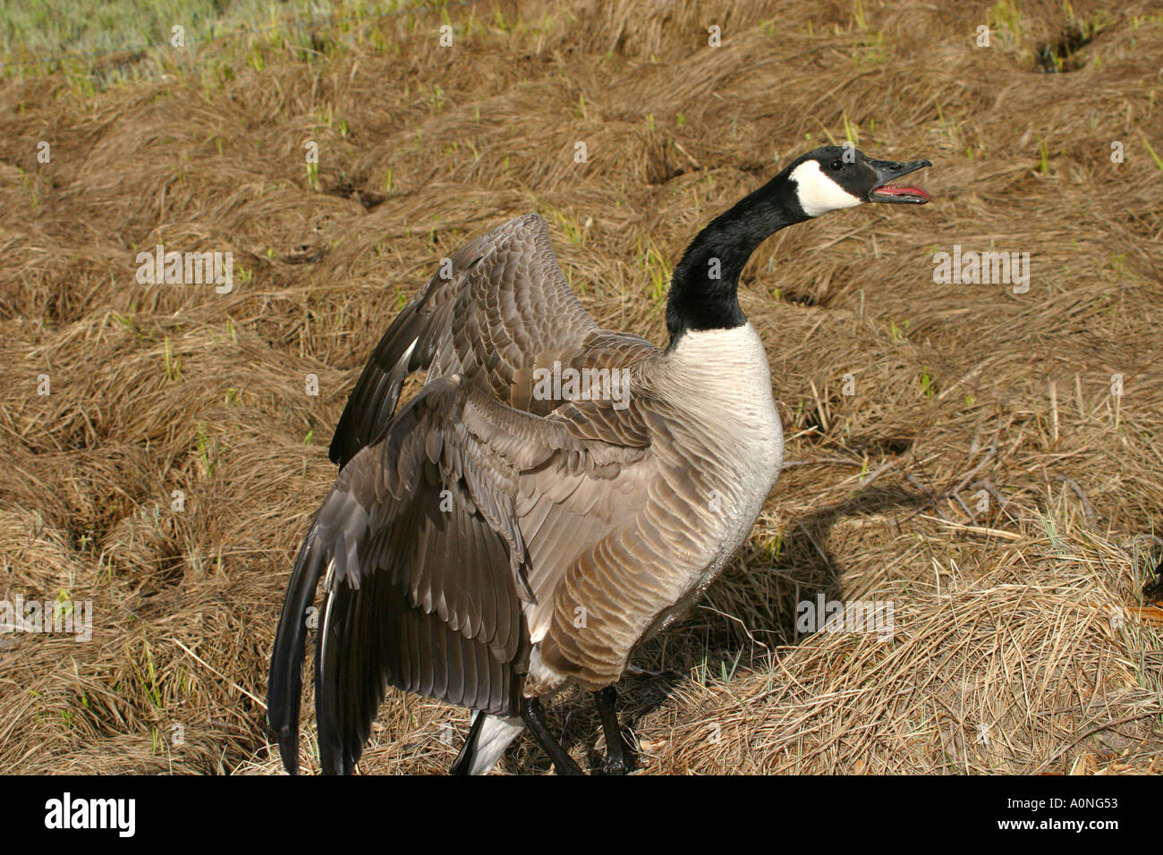 Birds of North America Canada Goose; brant canadensis; protecting its ...