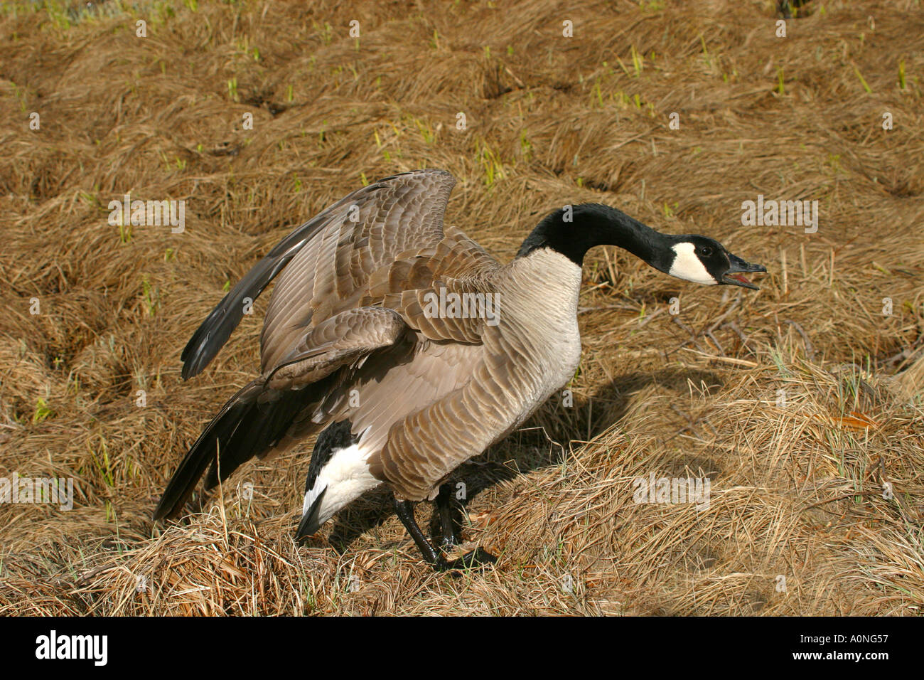 Birds of North America Canada Goose; brant canadensis; protecting its ...