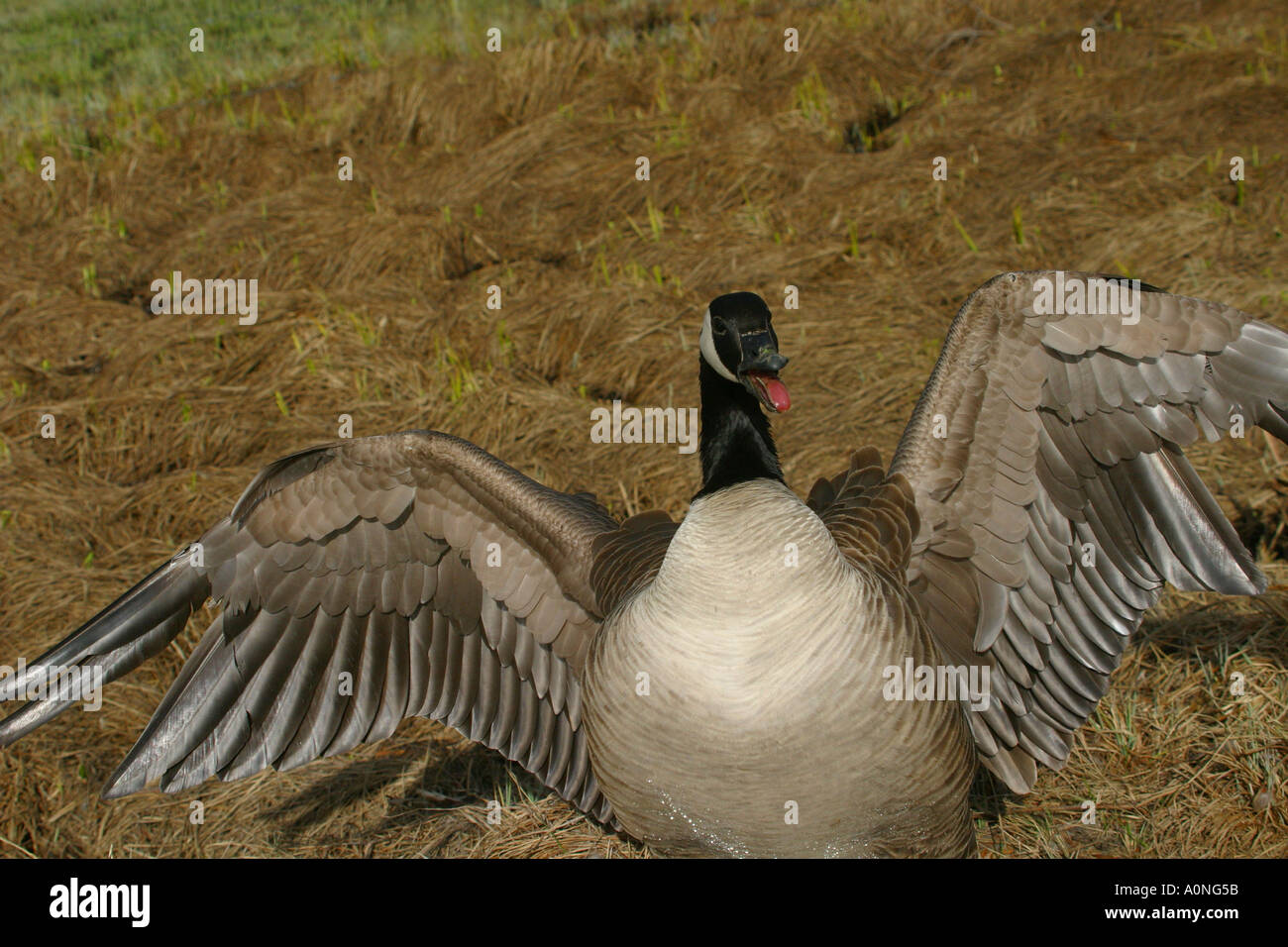 Birds of North America Canada Goose; brant canadensis; protecting its ...