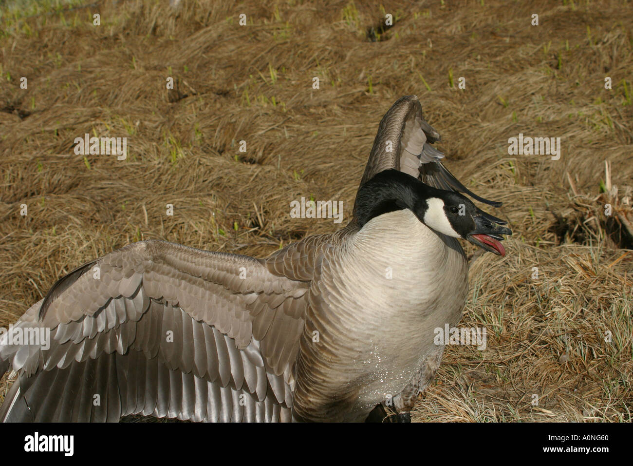 Birds of North America Canada Goose; brant canadensis; protecting its ...