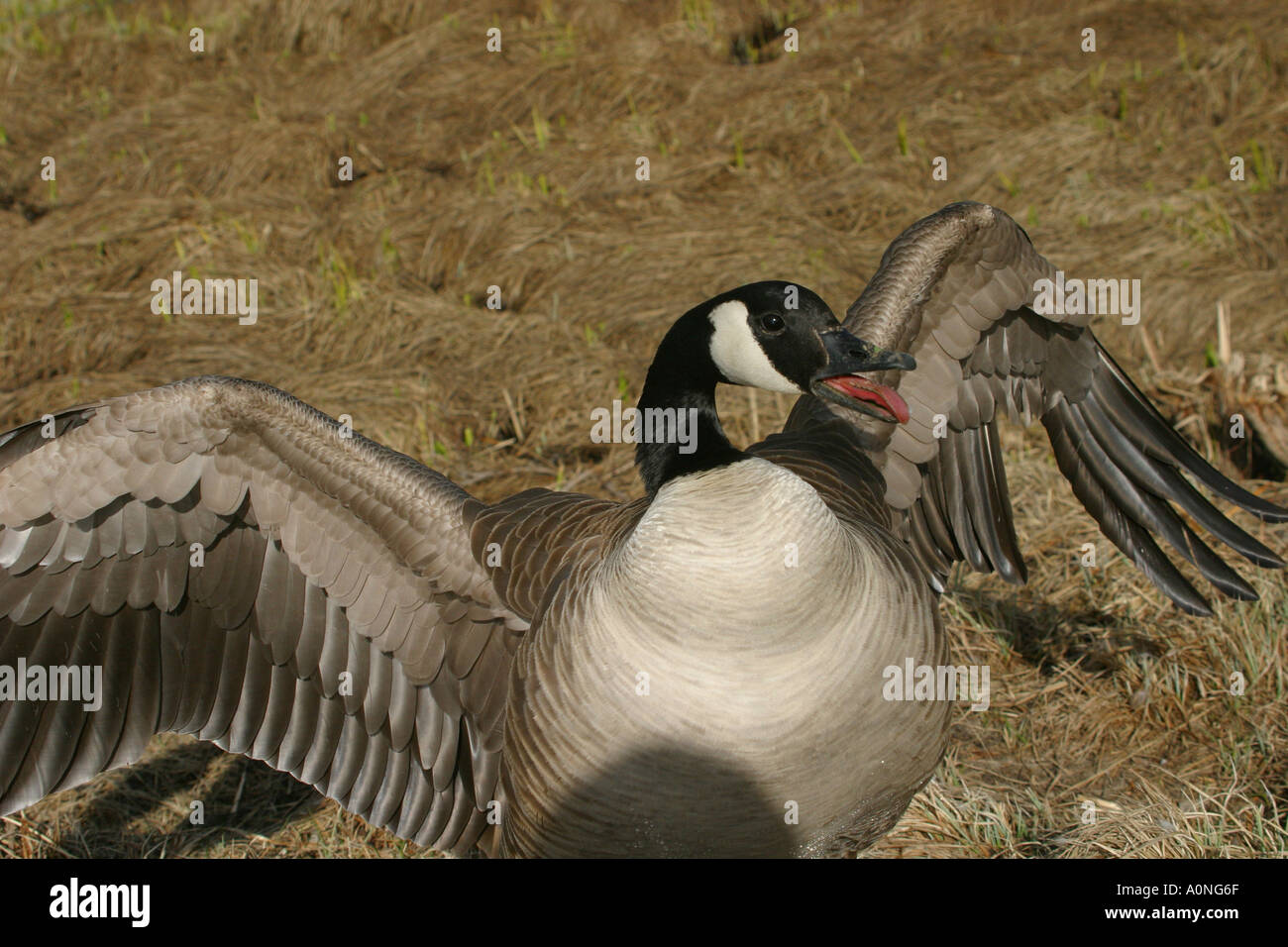 Goose protecting her nest hi-res stock photography and images - Alamy