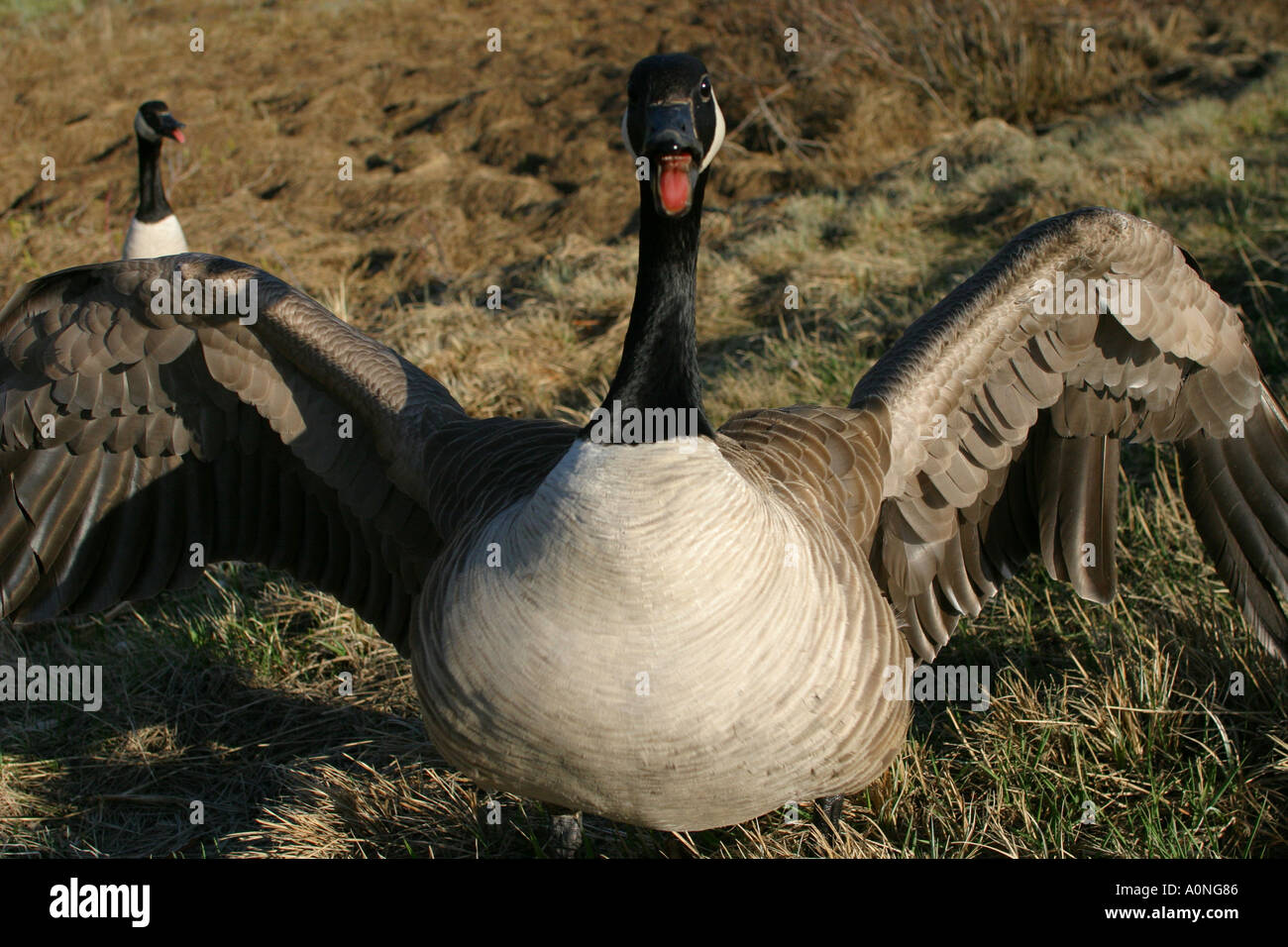 Birds of north america canada goose brant canadensis hi-res stock ...