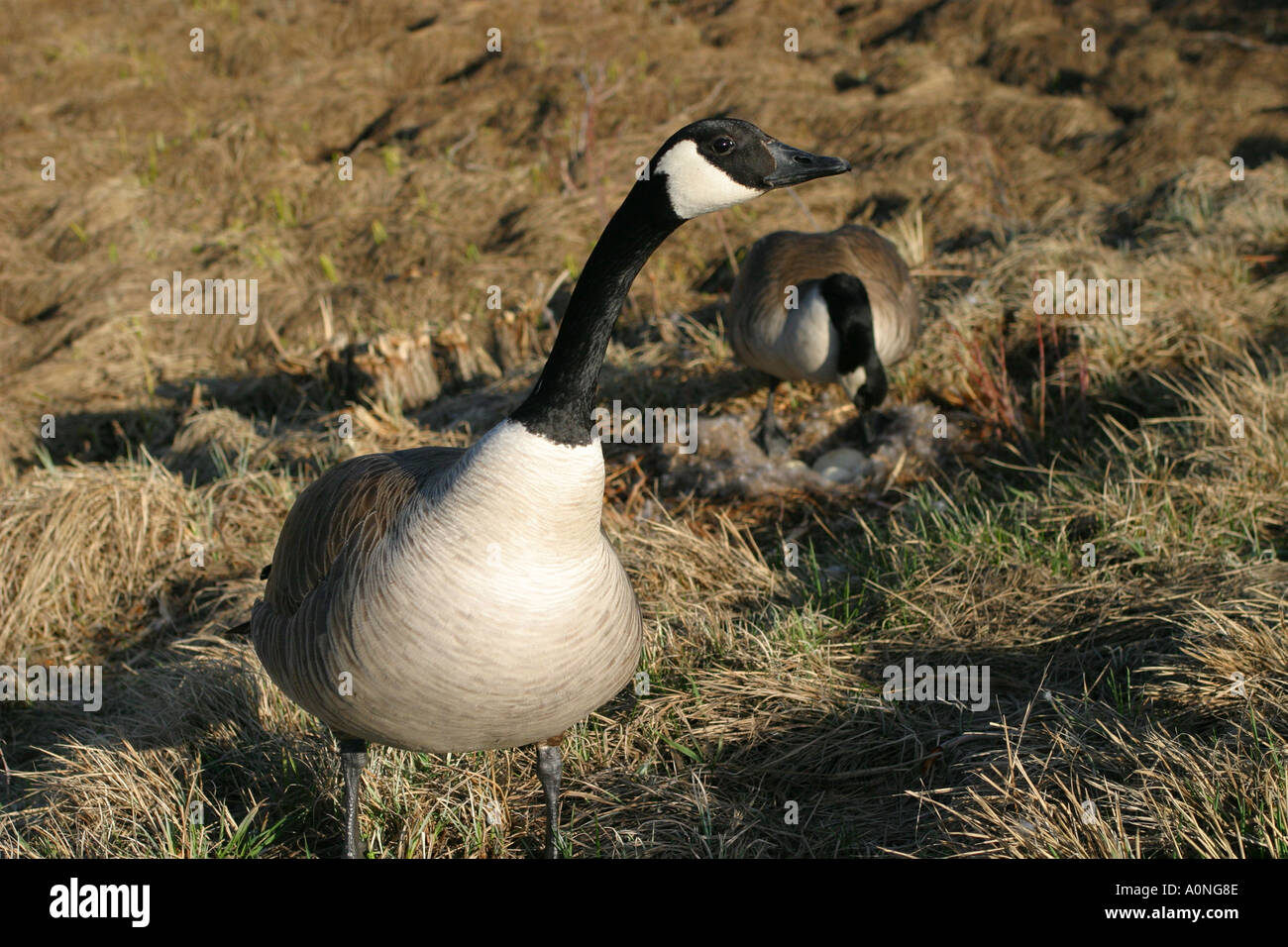 Birds of North America Canada Goose; brant canadensis; protecting its ...