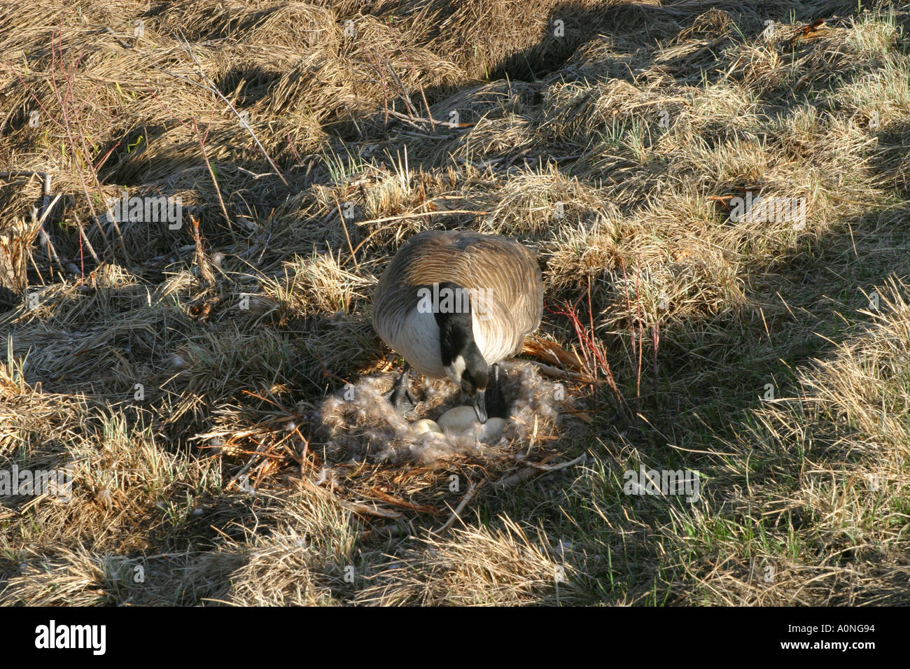 Birds of North America Canada Goose; brant canadensis; protecting its ...