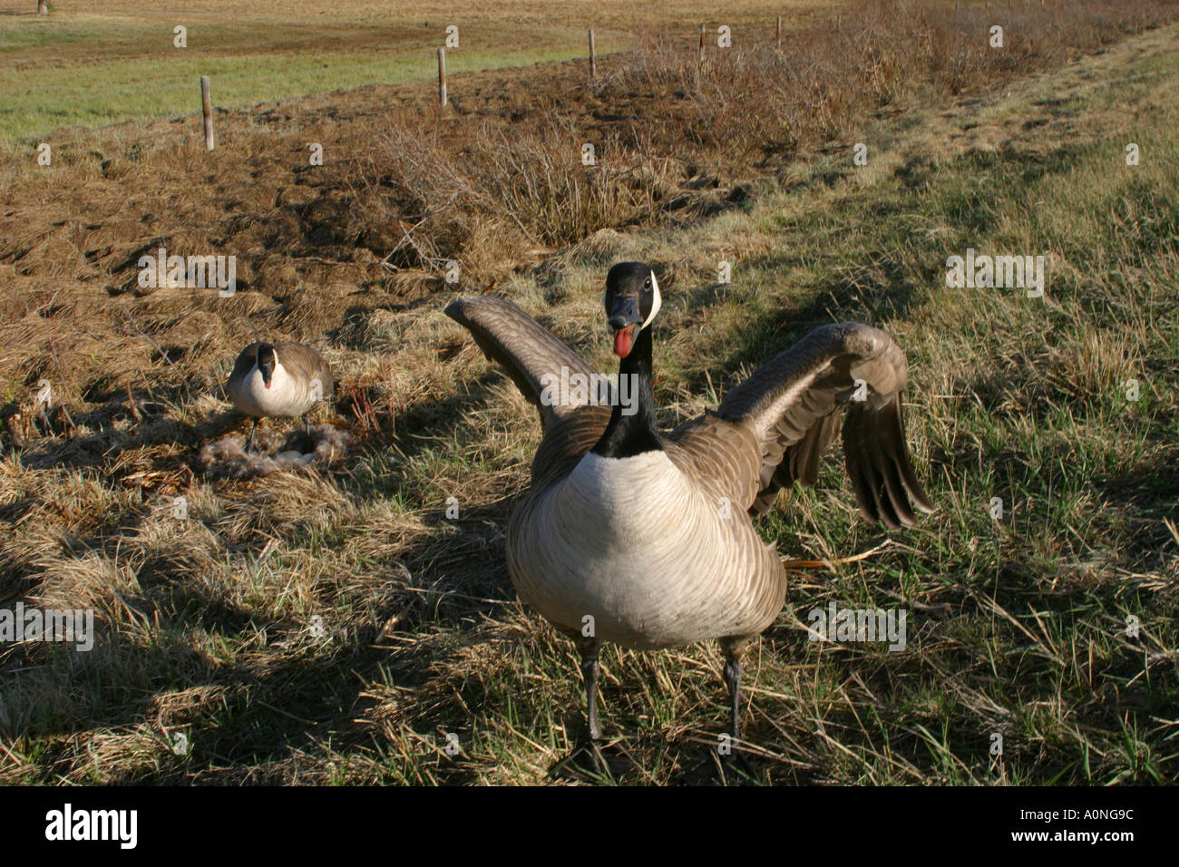Birds of North America Canada Goose; brant canadensis; protecting its ...