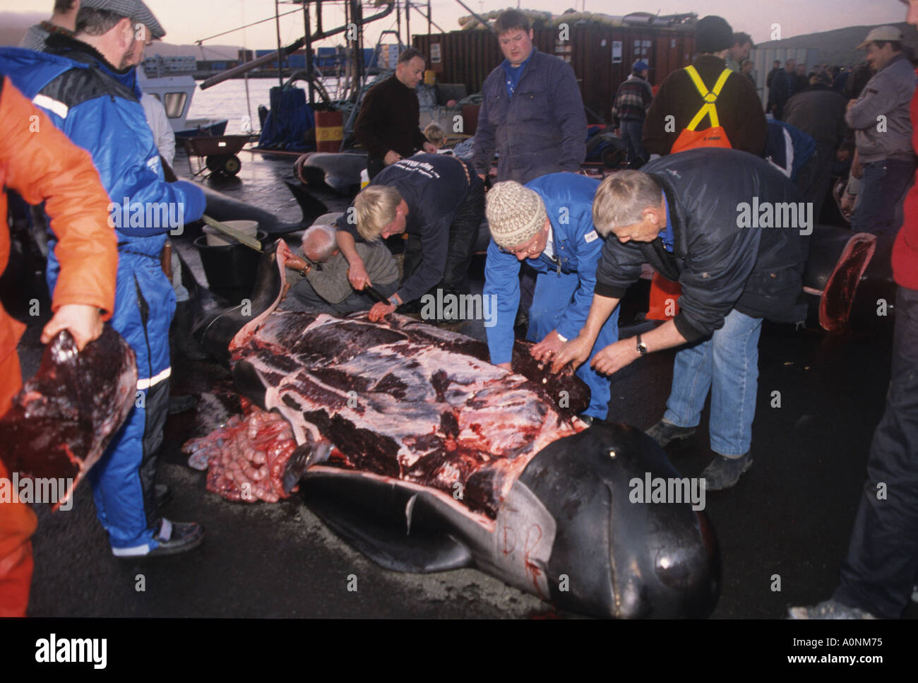 Division of meat after grindadrap or traditional cull of pilot whales in the Faroes Denmark Stock Photo
