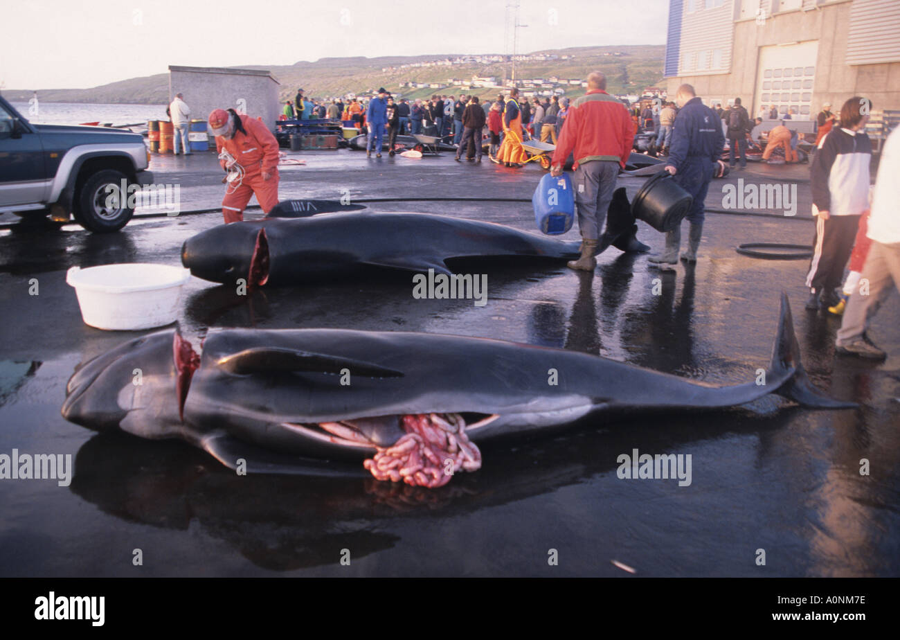 Pilot Whales on the dock after traditional grindadrap cull in Torshavn faroes Denmark Stock Photo