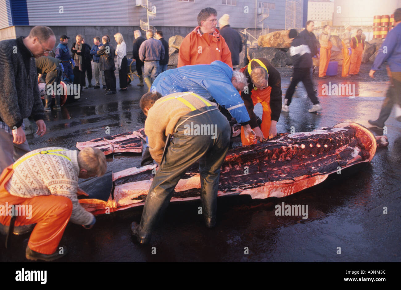 Dissection of pilot whale killed in traditional grindadrap or cull Torshavn Faroe Islands Denmark Stock Photo