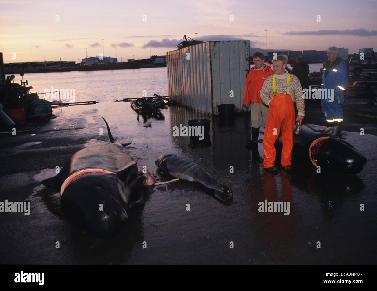 Dead pilot whale and infant killed in grindadrap or cull on Torshavn dock Faroe Islands Denmark Stock Photo