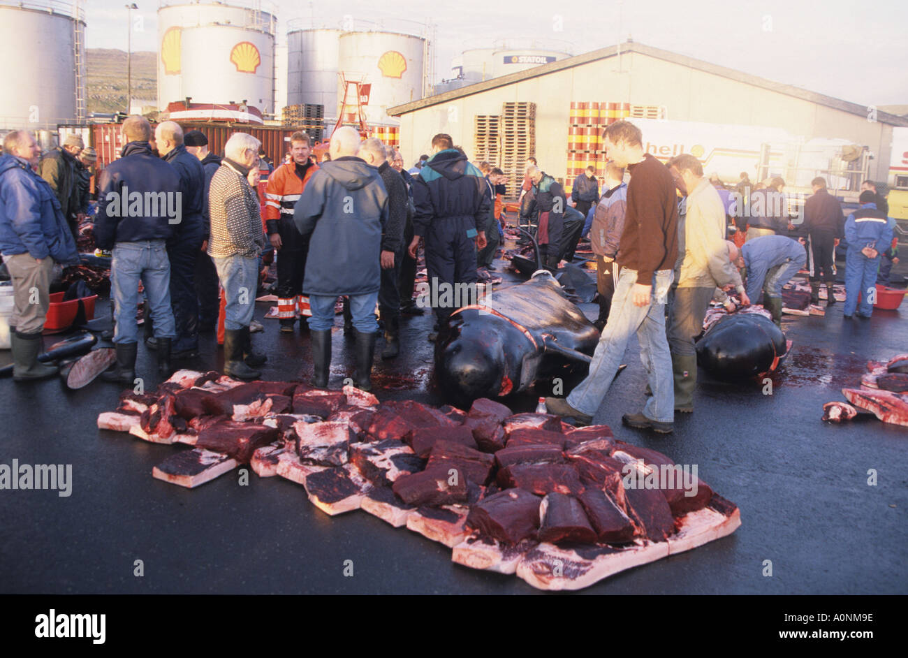 Division of pilot whale meat after traditional grindadrap or cull in Torshavn capital of the Faroe Islands Denmark Stock Photo