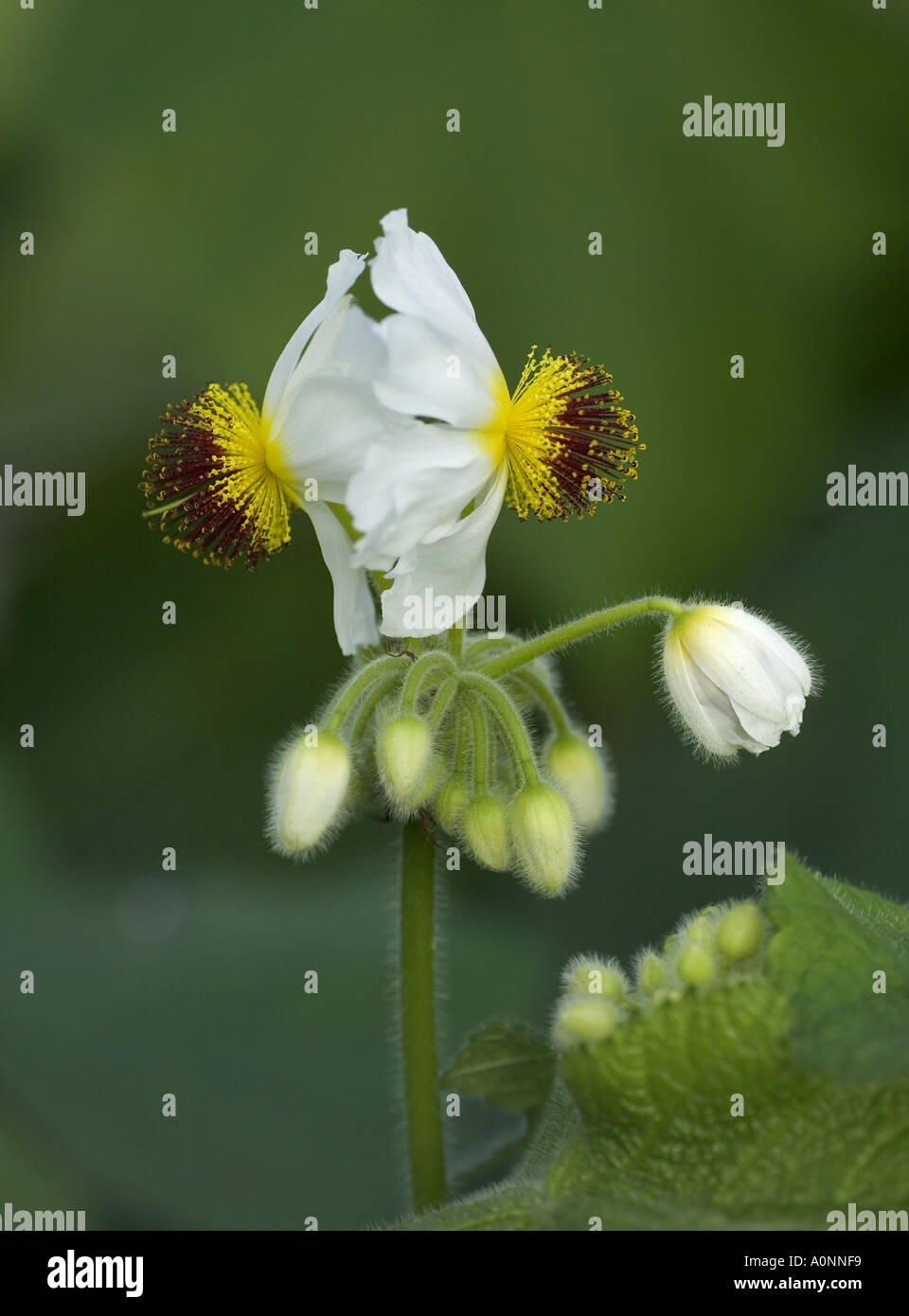 Cape Stock Rose: Sparmannia africana Stock Photo