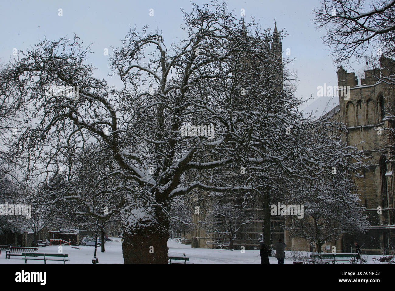0120 Canterbury Cathedral covered in snow and old tree Stock Photo