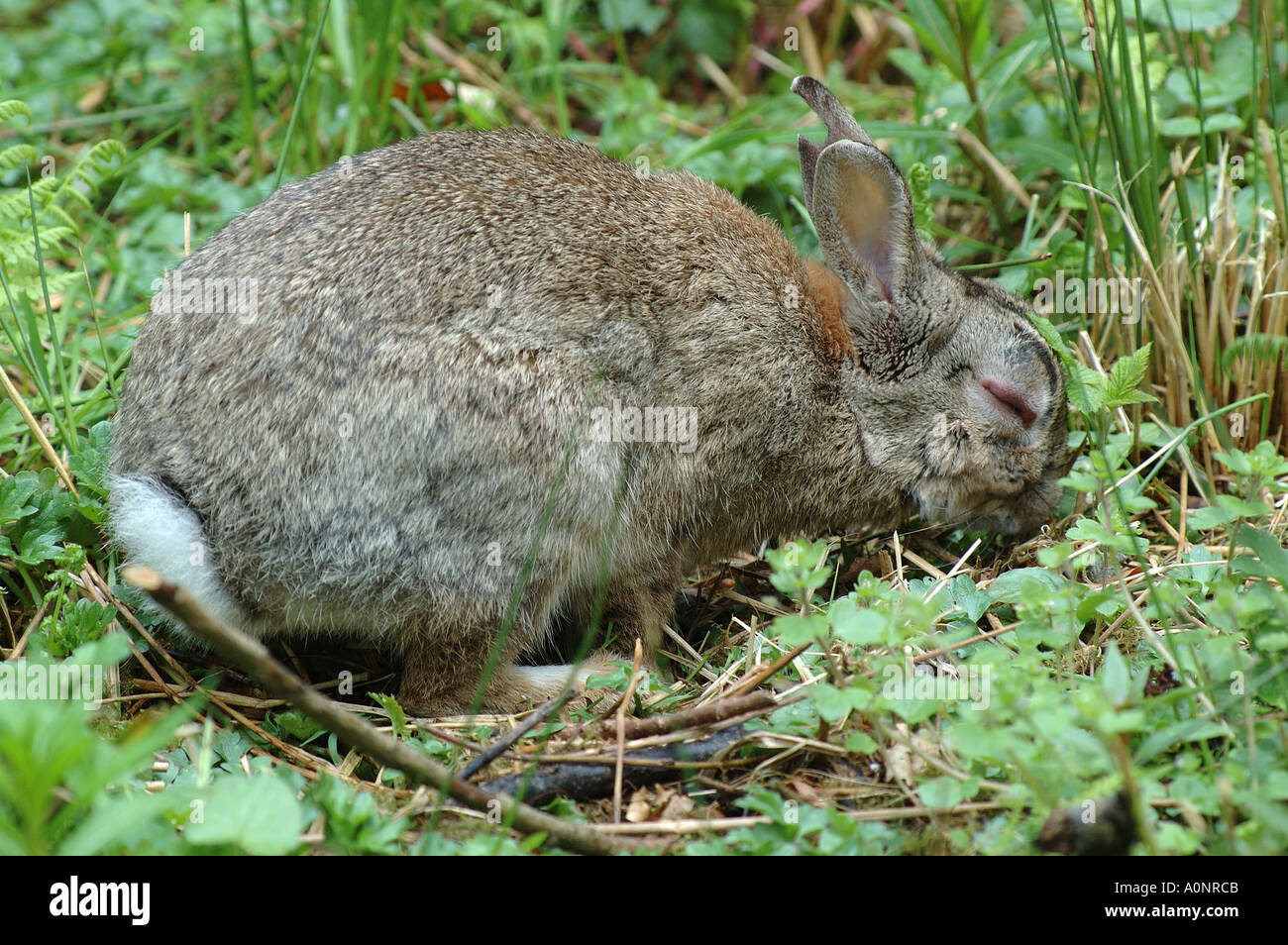 Rabbit with myxomatosis Stock Photo
