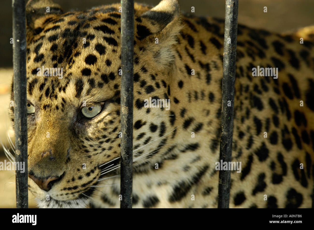 Cheetah in cage Stock Photo