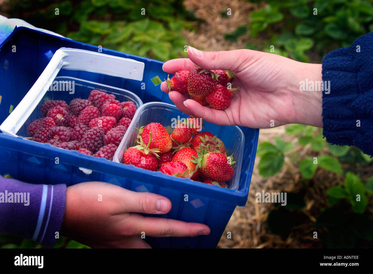 Close up a hands filling up pick your own fruit punnets with strawberries and raspberries in summer with fruit in hand, Cheshire, England, UK Stock Photo