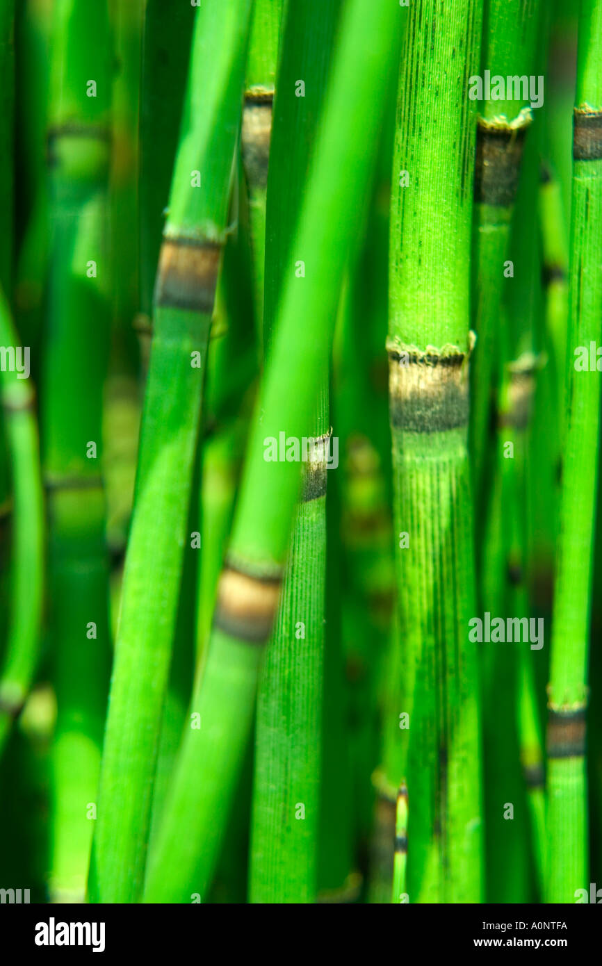 Vibrant green Horsetail growing close together Stock Photo