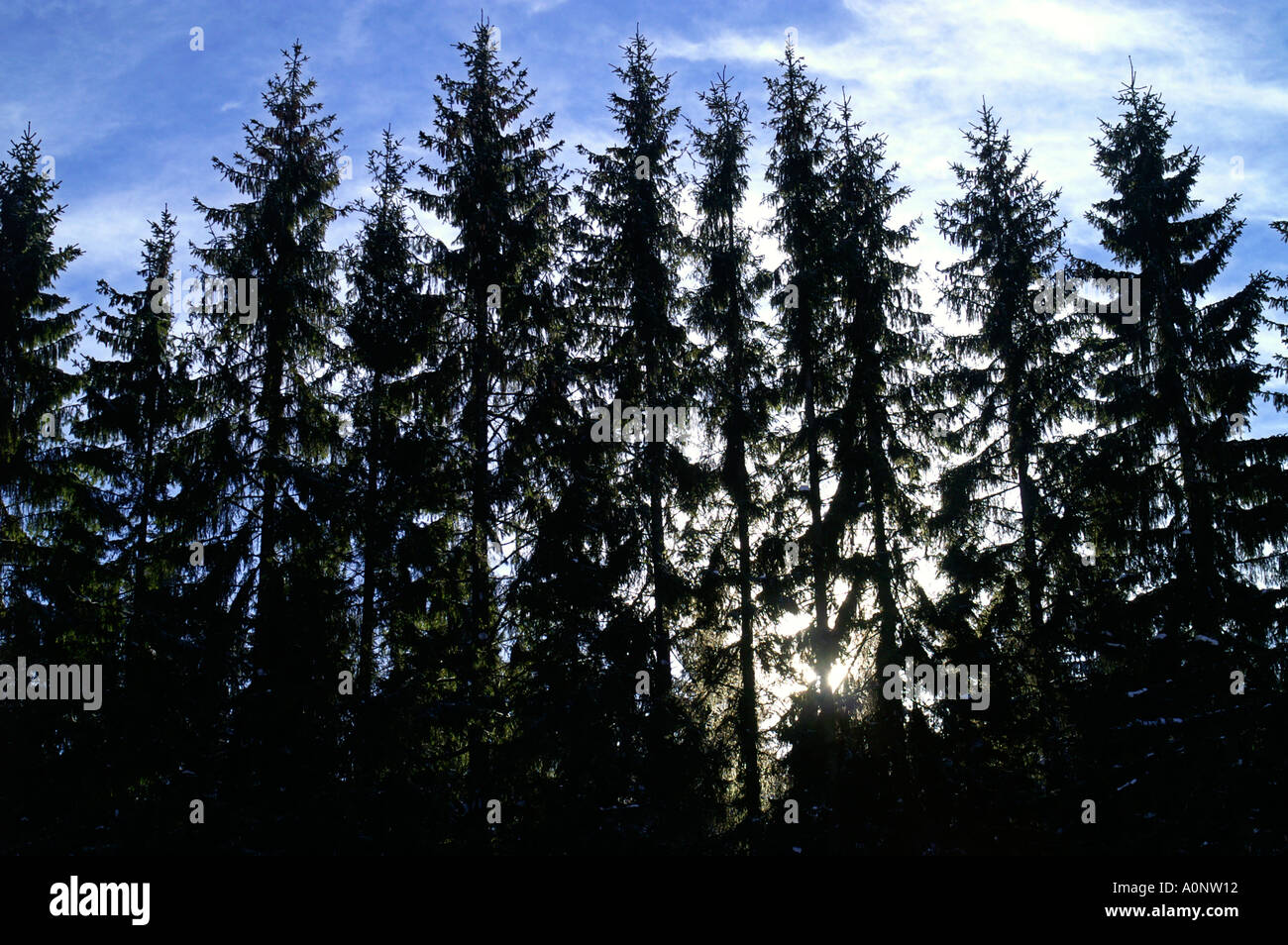 Tall tree silhouettes hi-res stock photography and images - Alamy