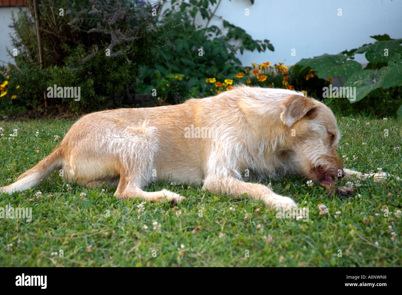 Dog eat a piece of bread green grass meadow hires stock photography