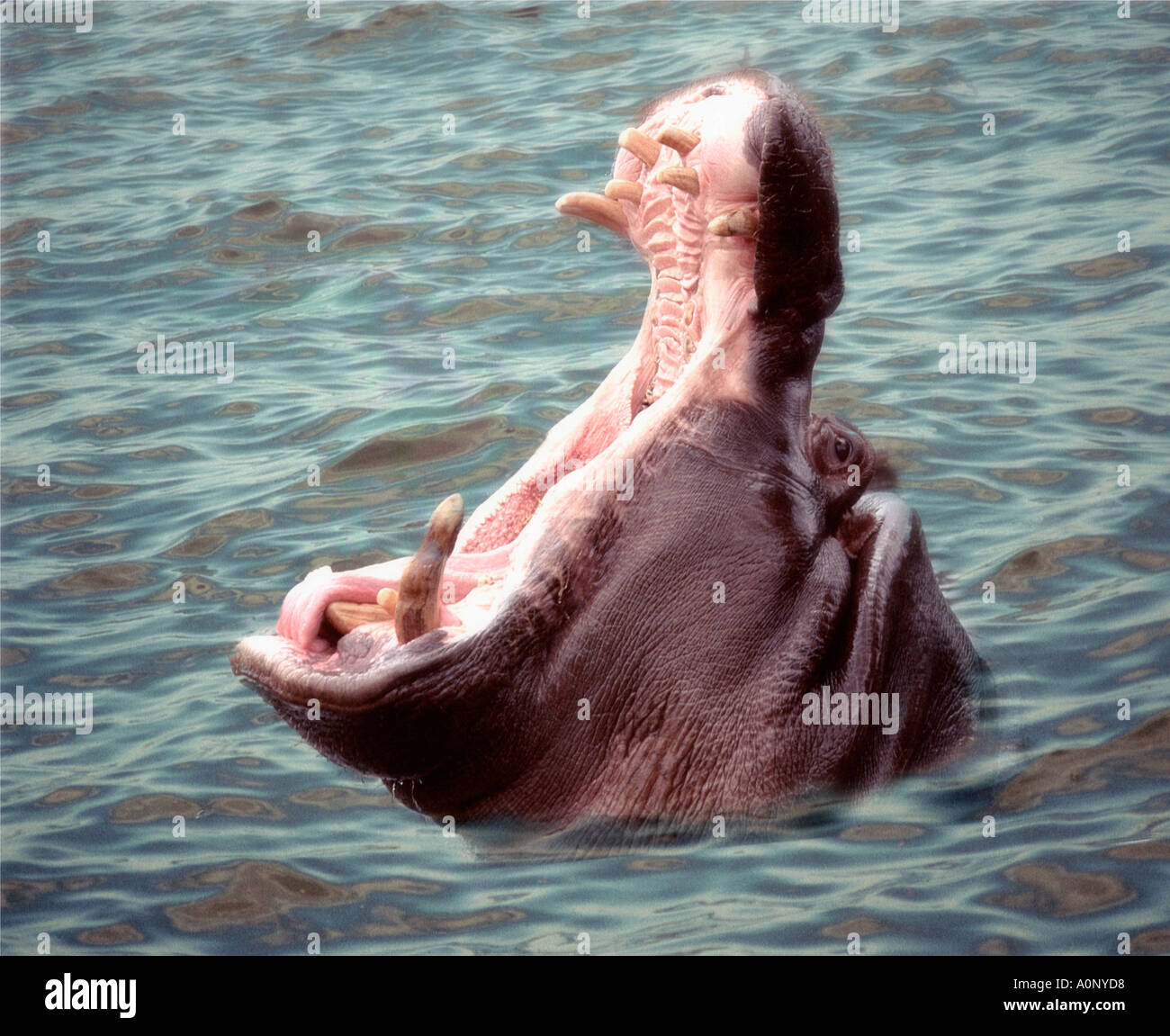 Hippopotamus Stock Photo